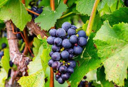 Poteaux pour vignes - Piquets et tuteurs en bois