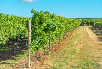 Posts and stakes for vines