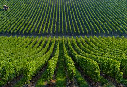 Pfähle für den Weinbau - Holzpfähle