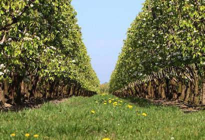 Stakes and posts for fruit trees