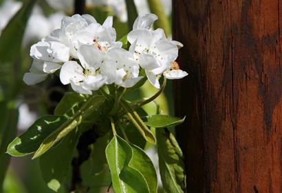 DURAPost: Pfähle und Stützen aus Holz für den Obstbau