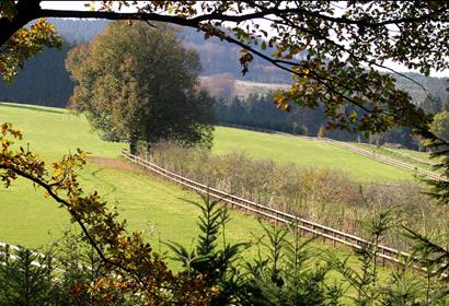 Stabile und langlebige Holzpfähle