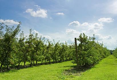 DURAPost: Pfähle und Stützen aus Holz für den Obstbau